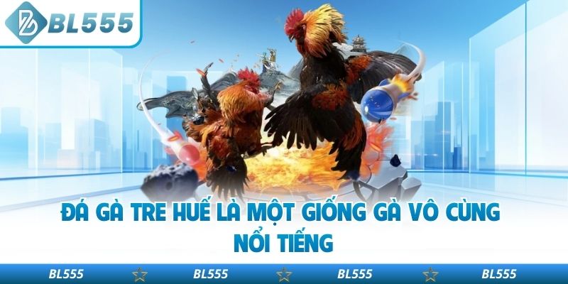 Đá gà tre Huế là một giống gà vô cùng nổi tiếng