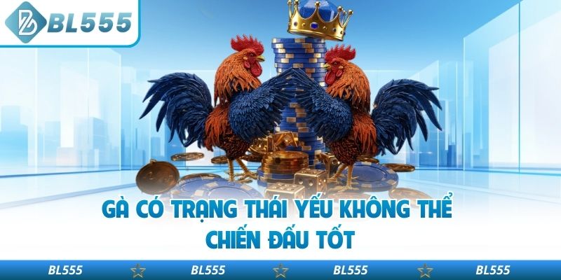 Gà có trạng thái yếu không thể chiến đấu tốt